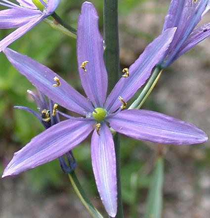 More than a flower The Intertwine