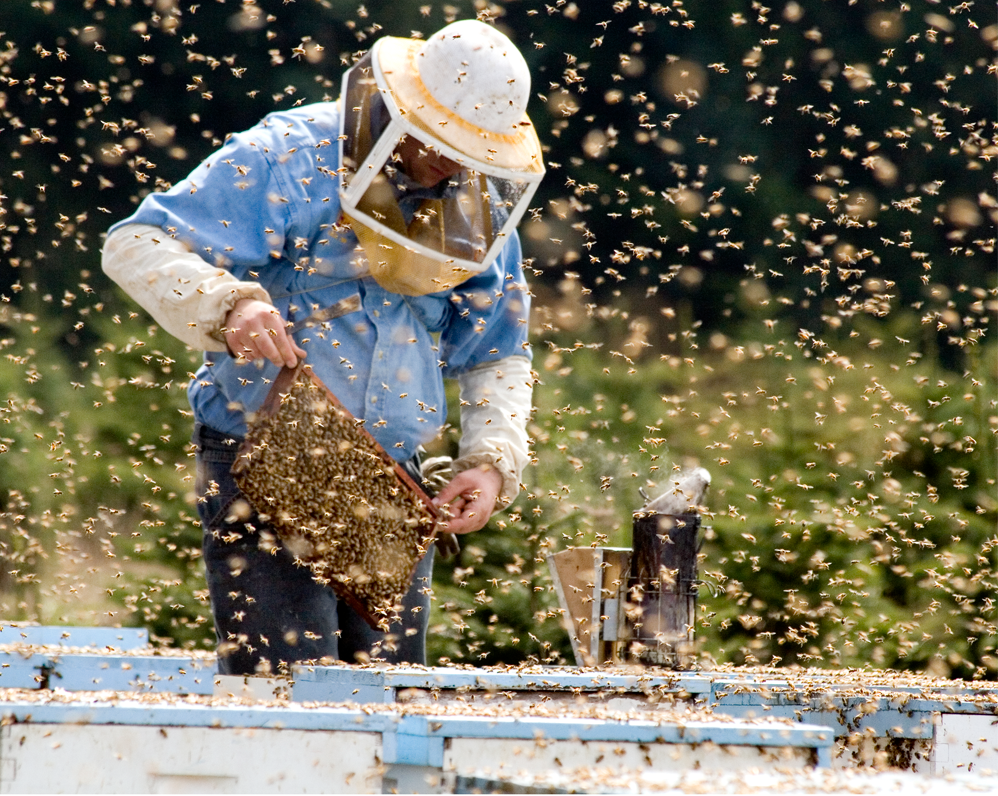 Introduction to Beekeeping (Free Webinar) The Intertwine
