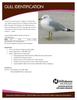 Gull Identification